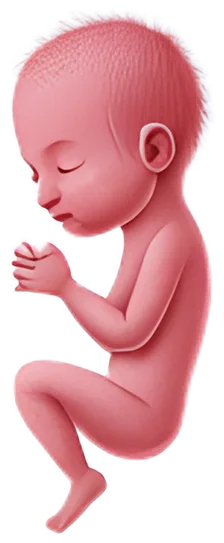 Illustration of a baby at about 10 weeks