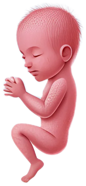 Illustration of a baby at about 15 weeks