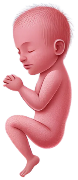 Illustration of a baby at about 18 weeks
