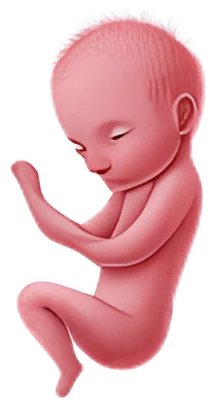 Illustration of a baby at about 7 weeks